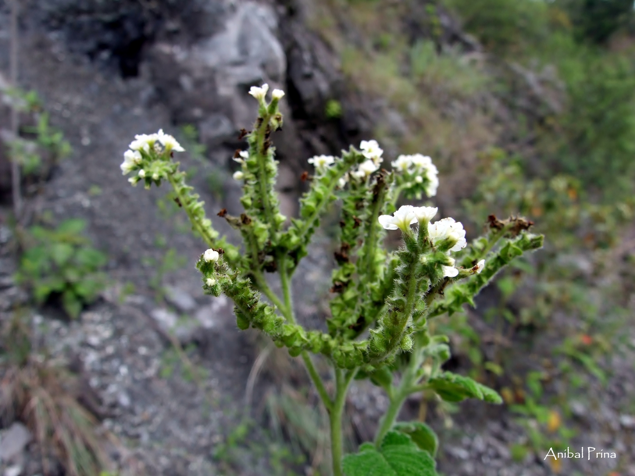 Heliotropiaceae image