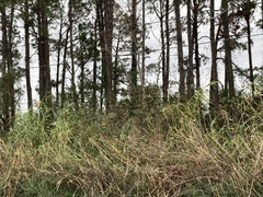 Phragmites australis berlandieri