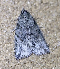 Calathusa basicunea