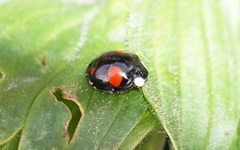 Harmonia axyridis
