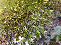 Grimmia trichophylla