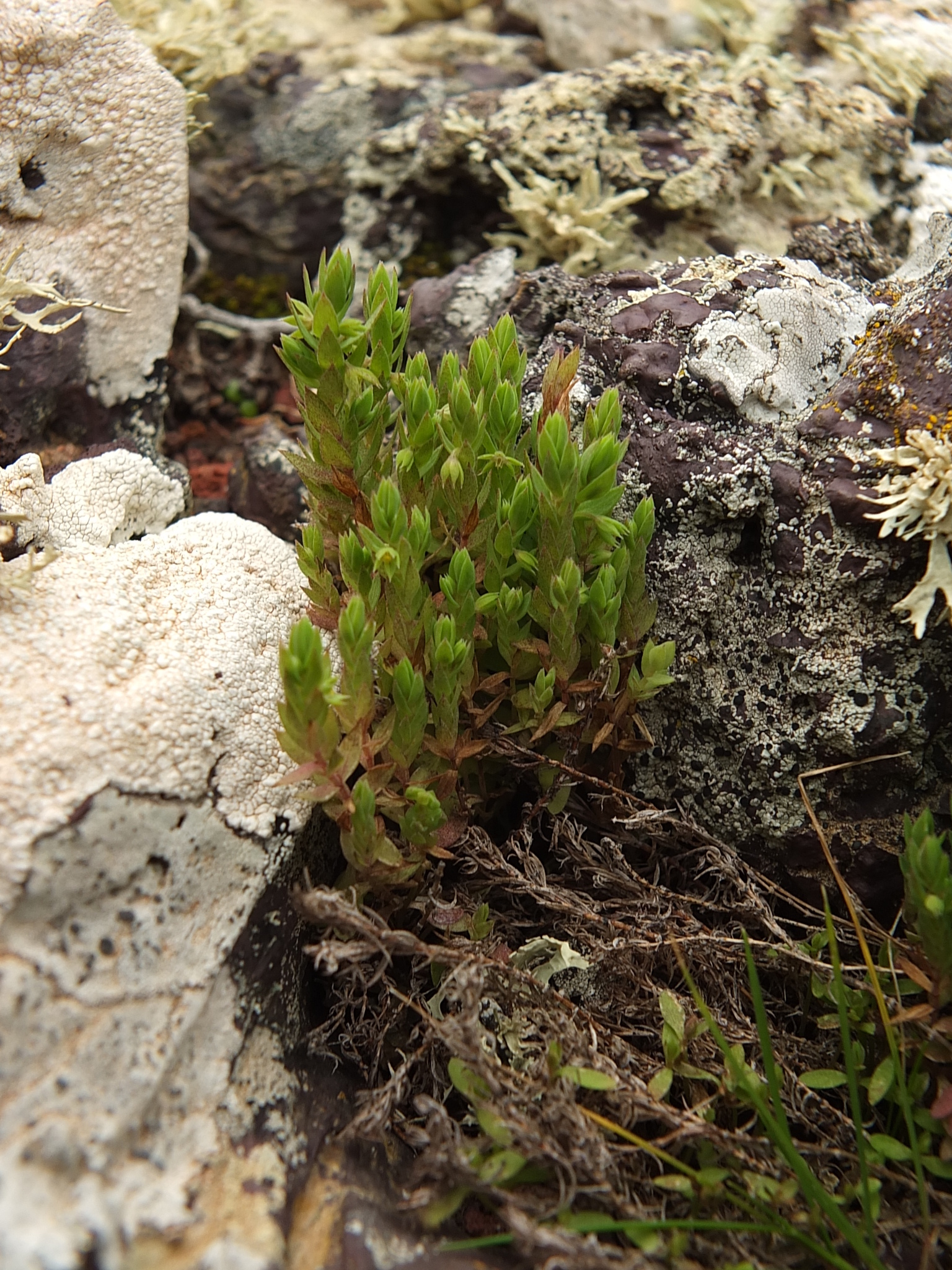 Lysimachia linum-stellatum