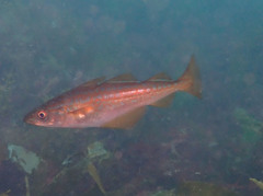 Pollachius pollachius