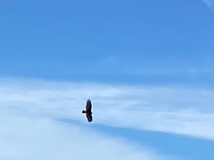 Cathartes aura