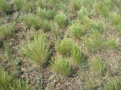 Festuca rupicola