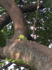 Iguana iguana