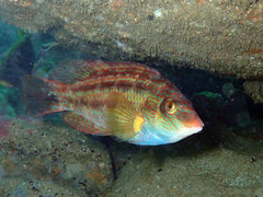 Corkwing Wrasse photo 5