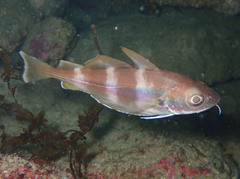 Trisopterus luscus