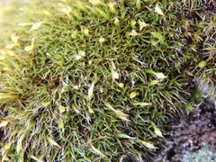 Grimmia trichophylla