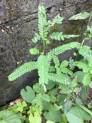 Phyllanthus niruri