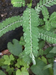Phyllanthus niruri