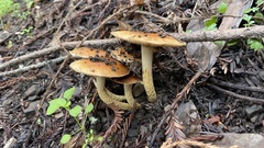 Pholiota brunnescens