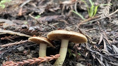 Pholiota brunnescens