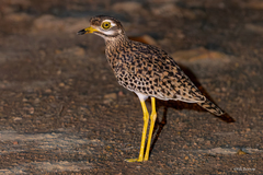 Burhinus capensis maculosus