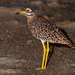 East African Spotted Thick-Knee - Photo (c) Nik Borrow, some rights reserved (CC BY-NC), uploaded by Nik Borrow