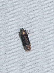 Chionodes thoraceochrella