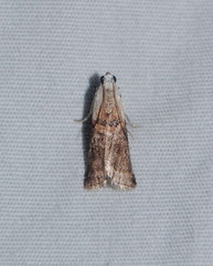 Acrobasis palliolella