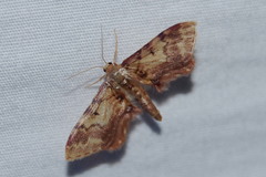 Idaea furciferata