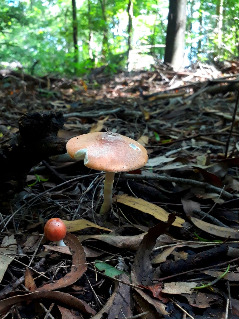 Leucoagaricus rubrotinctus · December 2021 · photo: © laurabm2020 (iNaturalist, cc-by)