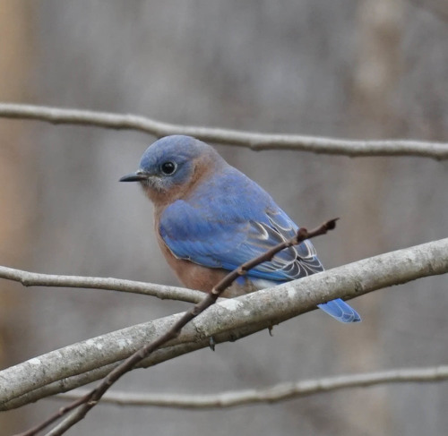 Eastern Bluebird photographed in Maryland