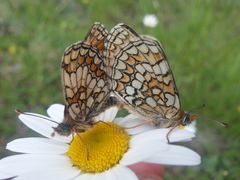 Melitaea parthenoides