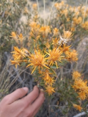 Chuquiraga avellanedae