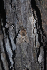 Peridea basitriens
