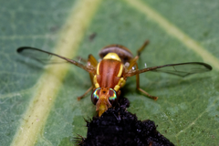 Bactrocera jarvisi