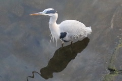 Ardea cinerea