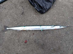 Short-Beaked Garfish photo 2