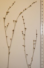 Linum medium texanum