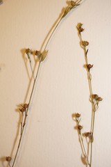 Linum medium texanum