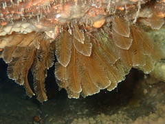 Gymnangium montagui