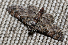 Gymnoscelis holocapna