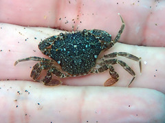 Liocarcinus marmoreus