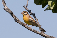 Emberiza flaviventris kalaharica