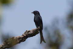 Dicrurus adsimilis fugax