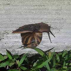 Archachatina marginata