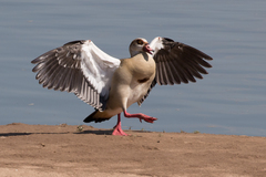 Egyptian Goose photo 1