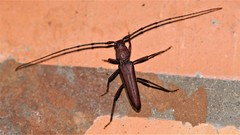 Macroeme priapica
