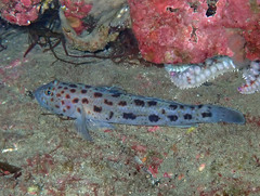 Thorogobius ephippiatus