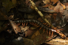 Scolopendra dehaani