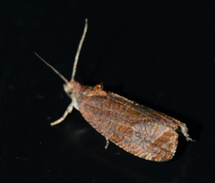 Olethreutes submissanum