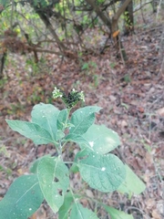 Tournefortia hartwegiana