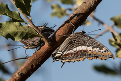 Charaxes saturnus saturnus