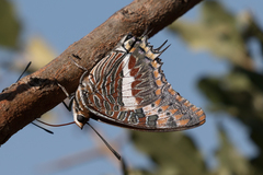 Charaxes saturnus saturnus