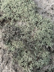 Cladonia dimorphoclada