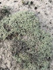 Cladonia dimorphoclada
