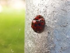 Harmonia axyridis