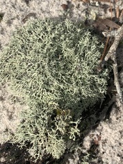 Cladonia dimorphoclada